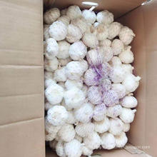 Shandong Fresh white peeled garlic